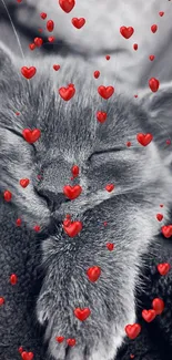 Gray cat sleeping peacefully in monochrome close-up.