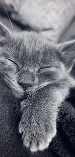 Sleeping grey kitten cuddled up in a soft blanket.