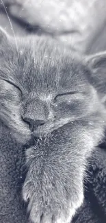 A grey kitten sleeps peacefully on a soft, plush blanket.