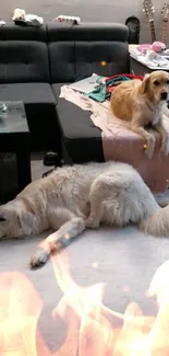 Two fluffy dogs relaxing in a cozy living room.