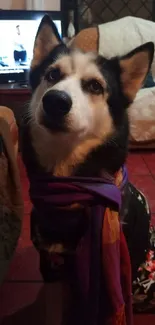 Husky wearing a colorful scarf sitting in a cozy room.