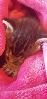 Sleeping kitten wrapped in pink blanket, perfect cozy wallpaper.