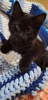 Black kitten sitting on a blue crocheted blanket.