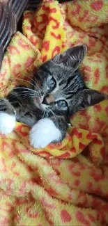 Cute kitten snuggled in an orange leopard print blanket, looking cozy and adorable.