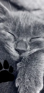 Sleeping gray kitten with a black paw print icon.