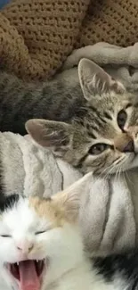 Three playful kittens on a brown knit blanket, adding a cozy touch to your screen.