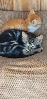 Two kittens sleeping on a cozy brown blanket.