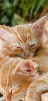 Two orange kittens sleeping on a wicker bench.