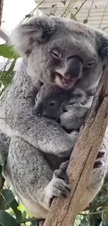 Koalas hugging on a tree branch in the forest.