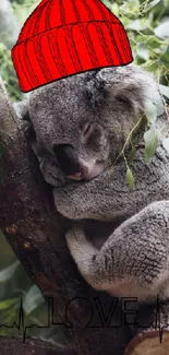 Koala in a red hat sleeping in a lush forest.