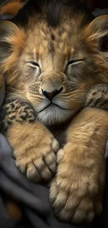 Cute lion cub sleeping nestled in soft dark fabric.