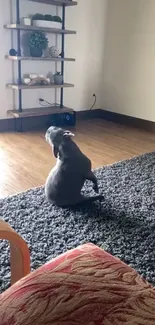 Dog sitting on a gray rug in a cozy living room.