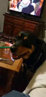 Dog standing by a wooden table in a cozy living room.