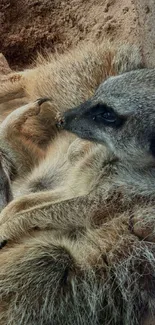 Cozy meerkat family resting on sandy ground.