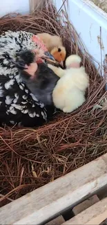 Speckled hen with fluffy chicks in a cozy nest.