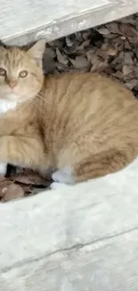 Orange cat resting among fallen leaves.