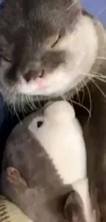 Otter cuddling a plush dolphin on a cozy blanket.