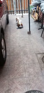 A patio with parked car, cute dog, and rustic decor.