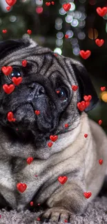 Cute pug lying down in front of a festive Christmas tree.