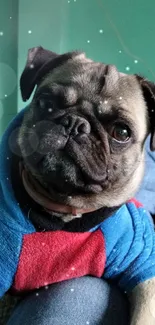 Pug wearing a colorful sweater, looking adorable.