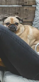 Charming pug relaxing on a cozy couch with a warm mug.