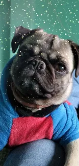 Adorable pug in hoodie with starry backdrop.