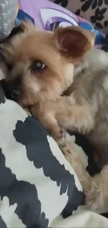 Yorkie resting on black and white patterned blanket.