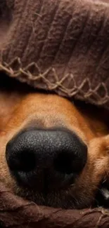 Dog sleeping under a brown blanket.