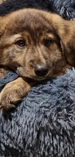 Cute puppy resting in a fluffy blue bed.