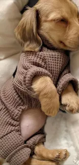 Sleeping puppy in brown pajamas on a cozy bedding background.