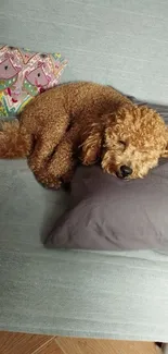 Cute puppy resting comfortably on a gray couch with pillows.