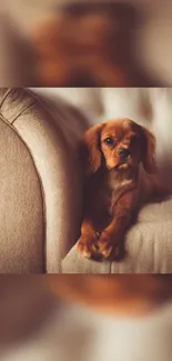 Adorable brown puppy on a beige couch.