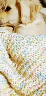 Adorable puppy resting under a colorful blanket.