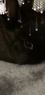 Dark gray rabbit snuggled with a starry overlay.