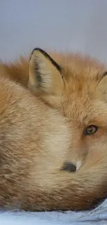 Cozy red fox curled up on snowy ground.