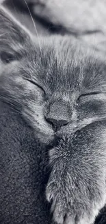 Adorable gray cat sleeping peacefully on a soft, cozy blanket in grayscale.