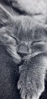 Gray kitten sleeping on soft blanket.