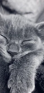 Sleeping cat nestled in a soft gray blanket.