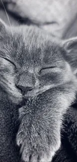 Adorable grey cat sleeping peacefully in a cozy blanket.