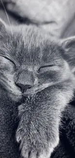 Cozy gray cat sleeping peacefully on soft fabric.