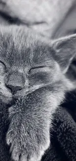 Gray kitten sleeping peacefully on a soft blanket.