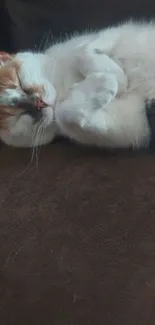 Adorable sleeping cat on a brown couch, capturing serenity and relaxation.