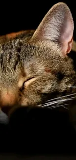 Peaceful sleeping tabby cat in soft light