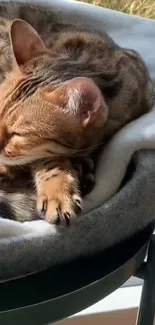 Bengal cat sleeping on a cozy blanket in soft sunlight.