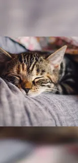 Cozy tabby cat peacefully sleeping on a soft gray blanket.