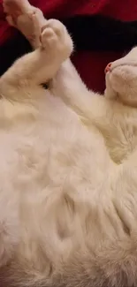 White cat peacefully sleeping on a red background.