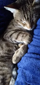 Tabby cat sleeping on blue blanket, cozy mobile wallpaper.