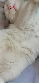 Fluffy white cat sleeping in comfort.