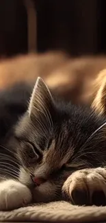 Cozy sleeping cat on a warm blanket.