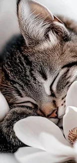 Adorable sleeping cat nestled among white flowers.